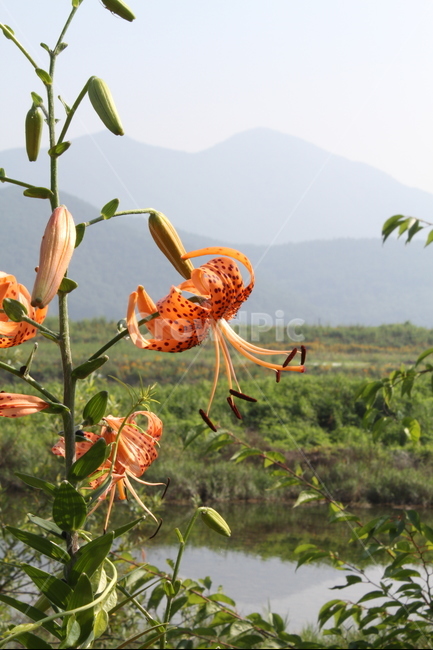 꽃,나리,참나리,야생화,Liliumtigrinum,백합,식물,자연,plants,nature,꽃,flower