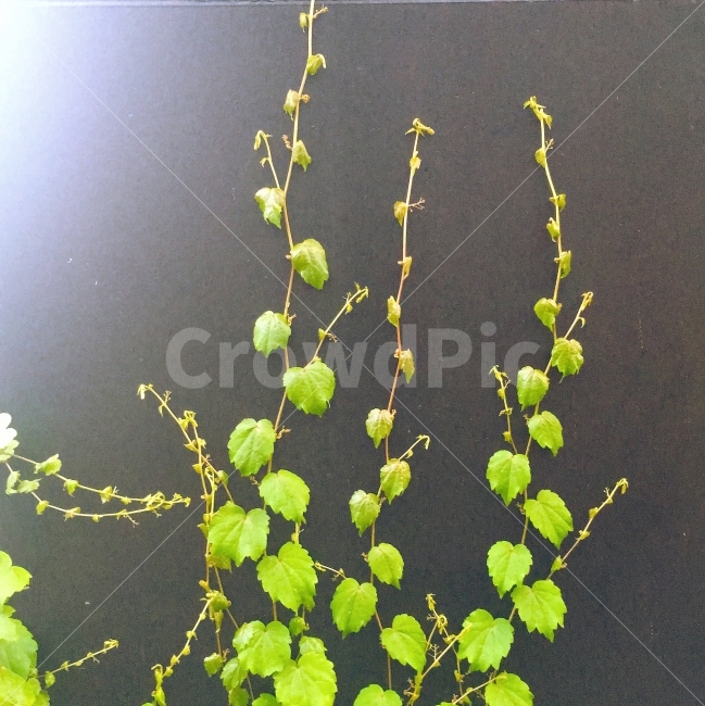 아이비,담쟁이,검정색담,Ivy,초록,식물,자연,plants,nature
