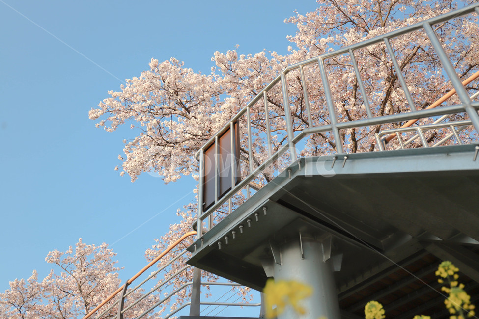 벚꽃,나무,다리,봄,언더샷,자연,blossom,cherryblossom,nature,spring,tree,bridge,난간,handrail,banister