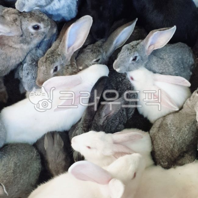 토끼,토끼농장,동물농장,농장,초식동물