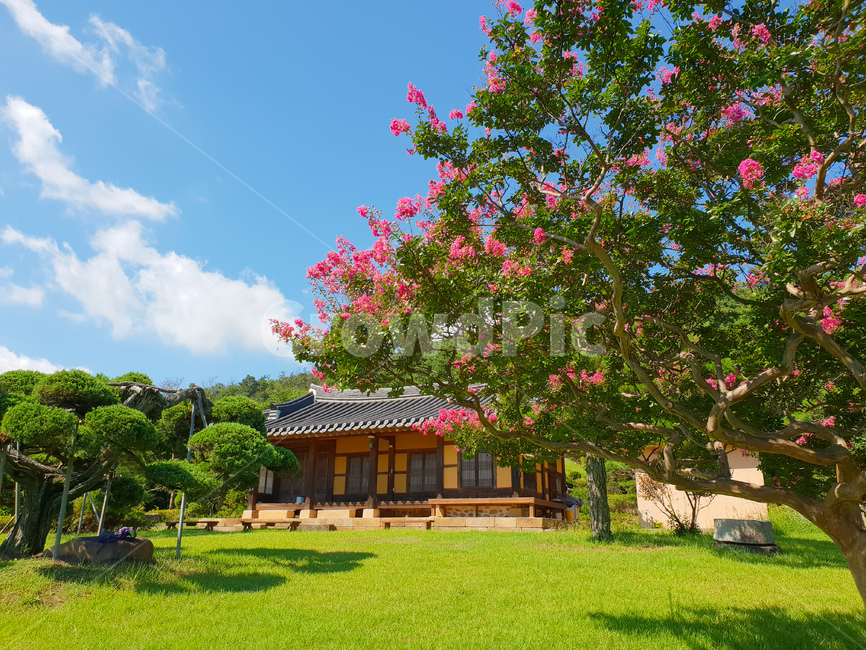 베롱나무,베롱꽃,고택,핑크,풍경,여름,한국전통,한국문화,korean traditional,korean culture,식물,자연,plants,nature,꽃,flower,건축물,건물외관,exterior,building,structure,architecture,construction