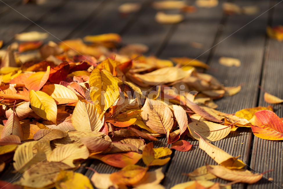가을,낙엽,노랑,햇빛,빈티지,햇살,단풍,가을,계절,fall,autumn,season,leaf,잎,plant,식물