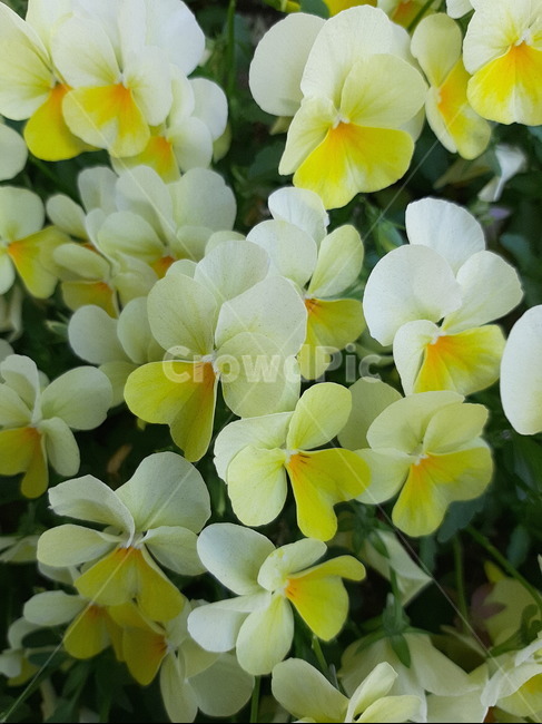 yellow,beauty,노랑,노랑꽃,봄꽃,봄