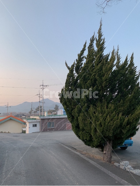 도로,road,전라도,장흥,전라남도,asphalt,아스팔트,plant,식물,tree,나무,큰나무,길,시골길,풍경