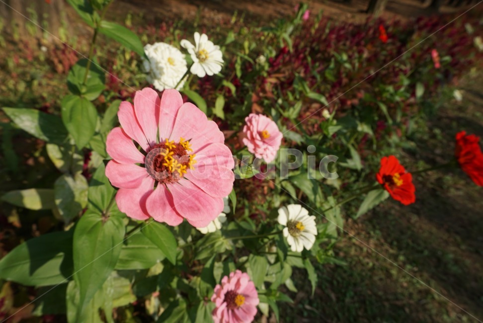plant,식물,blossom,geranium,flower,꽃,정원,garden,제라늄,식물,자연,plants,nature,꽃,flower