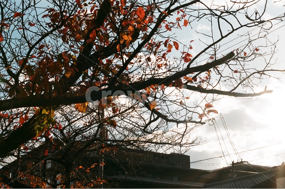 가을,하늘,나뭇잎,나뭇가지,단풍,필름사진,가을,계절,fall,autumn,season,식물,자연,plants,nature,나무,trees,wood,tree,plant,tree trunk,나무 줄기
