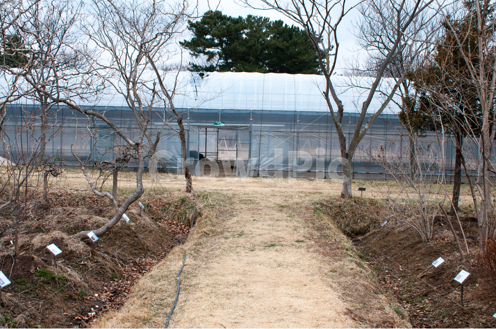 비닐하우스,온실,온상,시설,건물,건축물,시설물,투명,보온,가건물,산업,농업,팜,원예,재배,농작물,식물원,식물,자연,plants,nature,나무,trees,wood