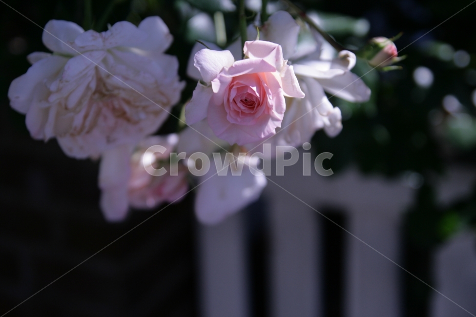 꽃,분홍,식물,맑음,야외,식물,자연,plants,nature,꽃,flower,감성,sensible,feeling