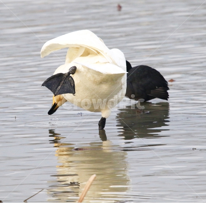 고니,새,백조,bird,동물,동물,animal,조류,새,birds