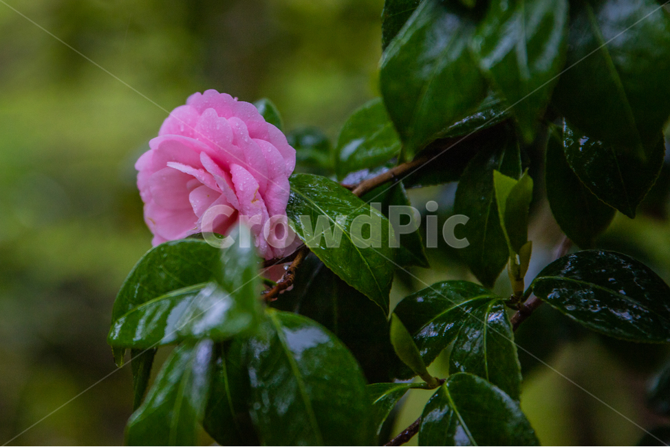 plant,식물,blossom,꽃,flower,식물,자연,plants,nature,꽃,flower
