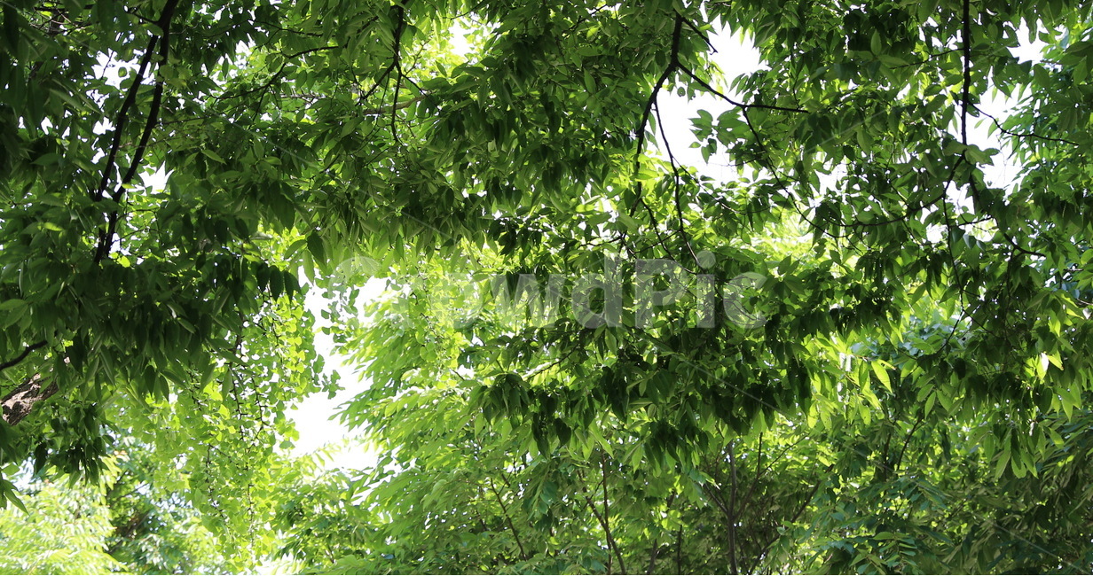 숲,웰빙,햇살,나뭇잎,나무,공원,울창한,녹음,자연,풍경,nature,landscape,vegetation,초목,plant,식물,tree,outdoors,옥외,land,땅,jungle,밀림,forest,woodland,삼림지