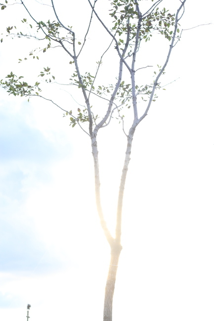 봄,나무,tree,plant,식물,봄햇살,봄나무,새싹,식물,자연,plants,nature,나무,trees,wood