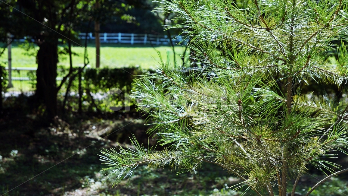 식물,나무,상록수,초록,plant,tree,evergreen,green