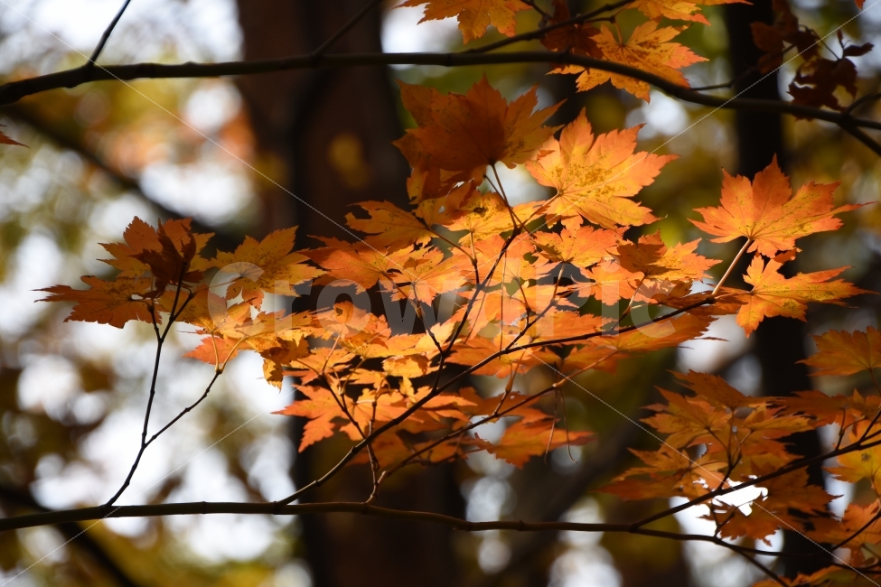 단풍,단풍나무,가을,단풍잎,주황,가을,계절,fall,autumn,season,식물,자연,plants,nature,leaf,잎,plant,tree,나무,maple