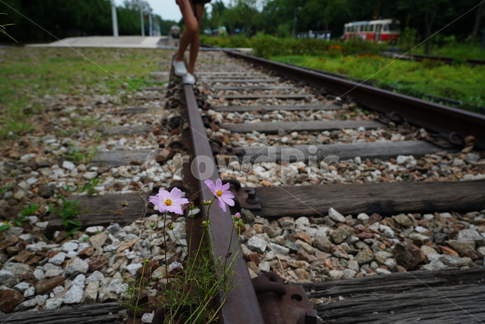 레일,rail,기찻길,길,road,교통,transportation,철도,railway,꽃,코스모스