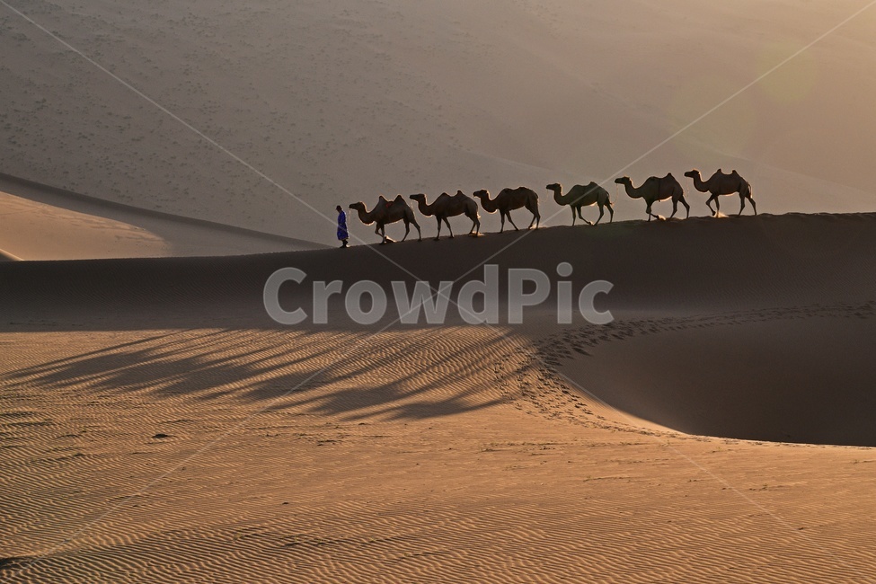 중국,바단지린사막,사막낙타,사막,낙타,사람,인간,낙타행렬,그림자,nature,자연,scenery,풍경,outdoors,옥외,landscape,경치,sand,모래,dune,모래언덕,자연,풍경,nature,landscape,해외,외국,세계,foreign,oversea,world,세계자연풍경,해외자연풍경,외국자연풍경,world nature landscape,여행,휴가,traveling,vacation,trip