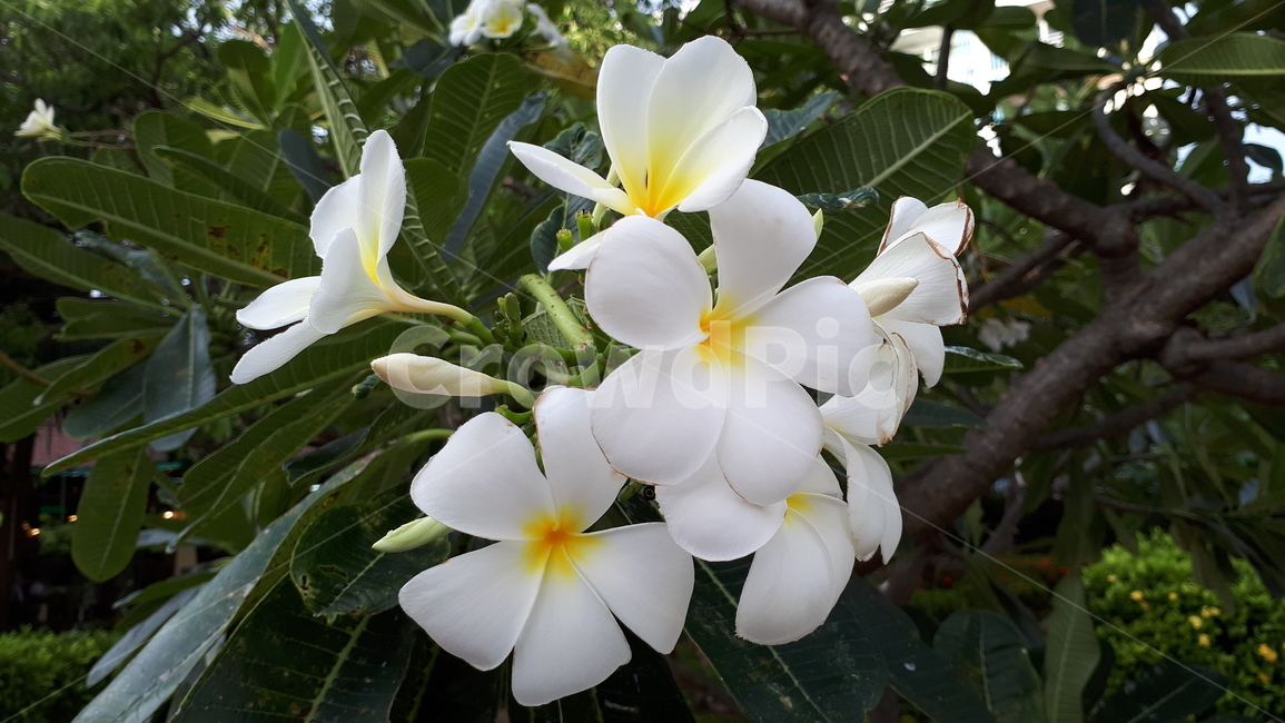 꽃,플루메리아,러브하와이,태국꽃,비누꽃,식물,자연,plants,nature,꽃,flower