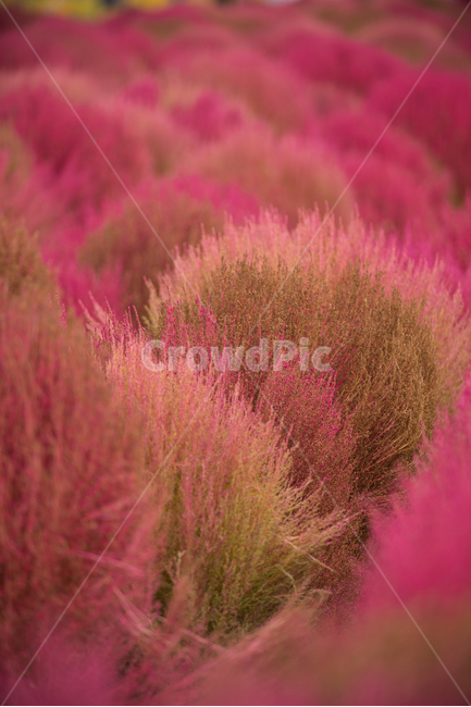 코키아,댑싸리,kochia,색감,진분홍,fall,autumn,가을식물,식물,나리공원,자연,색채,컬러풀,식물,자연,plants,nature,색깔,색상,색채,색감,color sense,color sensitivity,feeling of color