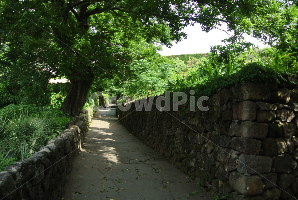 길,돌담,산책,가로,초록,골목길,alley,outdoors,옥외,garden,정원
