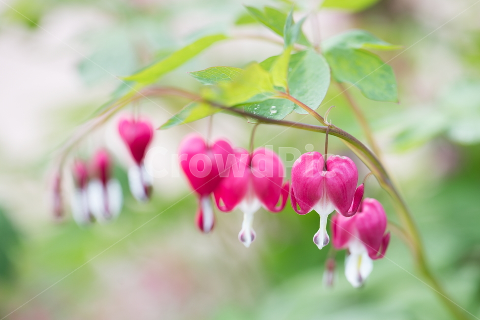 금낭화,꽃,플라워,flower,dicentra,식물,식물,자연,plants,nature,꽃,flower