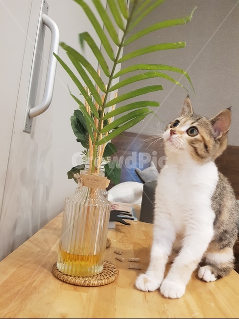 고양이,아기고양이,삼색고양이,cat,pet,반려동물,동물,animal,포유류,mammal,고양이,cat,kitten,kitty