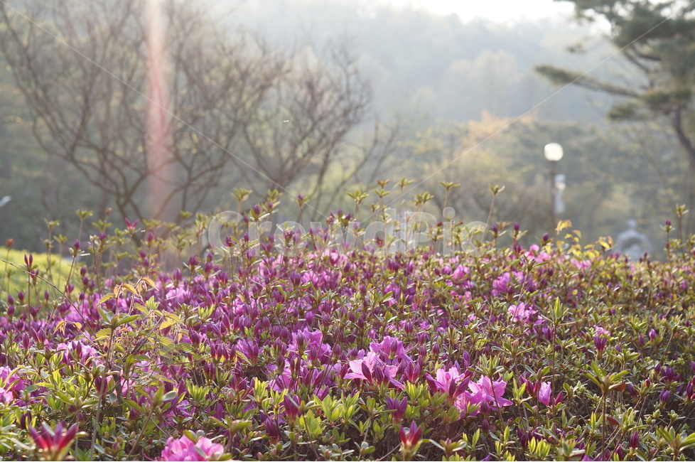 봄,아침,빛내림,빛비침,따스함,나무,봄,계절,spring,season,식물,자연,plants,nature,꽃,flower,geranium,제라늄,blossom,plant