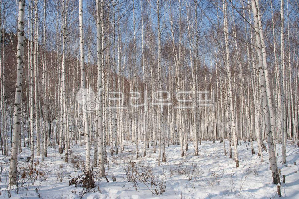 인제,자작나무,인제자작나무숲,자작나무숲,강원도,겨울,tree,나무,plant,식물,birch,자작나무,겨울,계절,winter,season