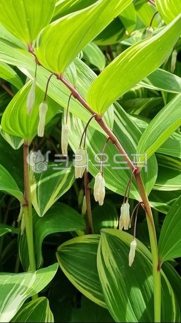 monocot plant,Liliaceae,round,excess flower,plant,perennial plant,leaf,Okjuk,flower