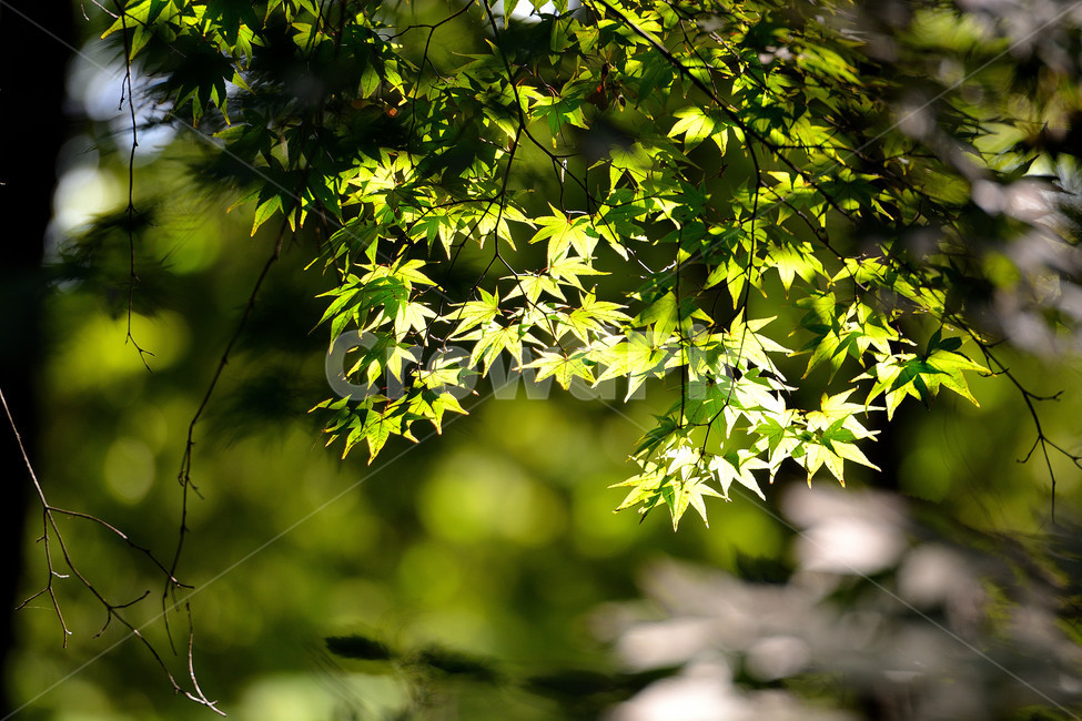 식물,자연,가을,단풍,단풍잎,식물,자연,plants,nature