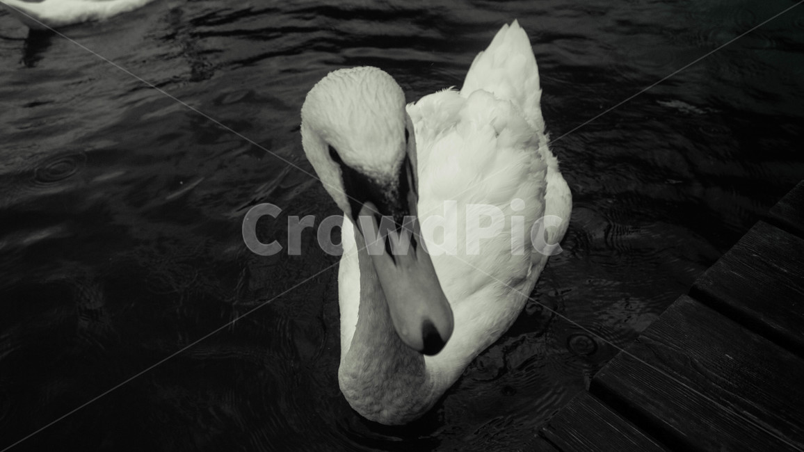 동물,새,백조,swan,호수,lake,bird,animal,풍경,landscape,동물,animal,조류,새,birds,흑백,모노톤,monochrome,black and white