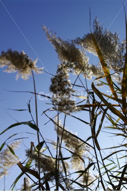 autumn,가을,식물,억새,하늘,가을,계절,fall,autumn,season,식물,자연,plants,nature,grass,잔디,plant,lawn