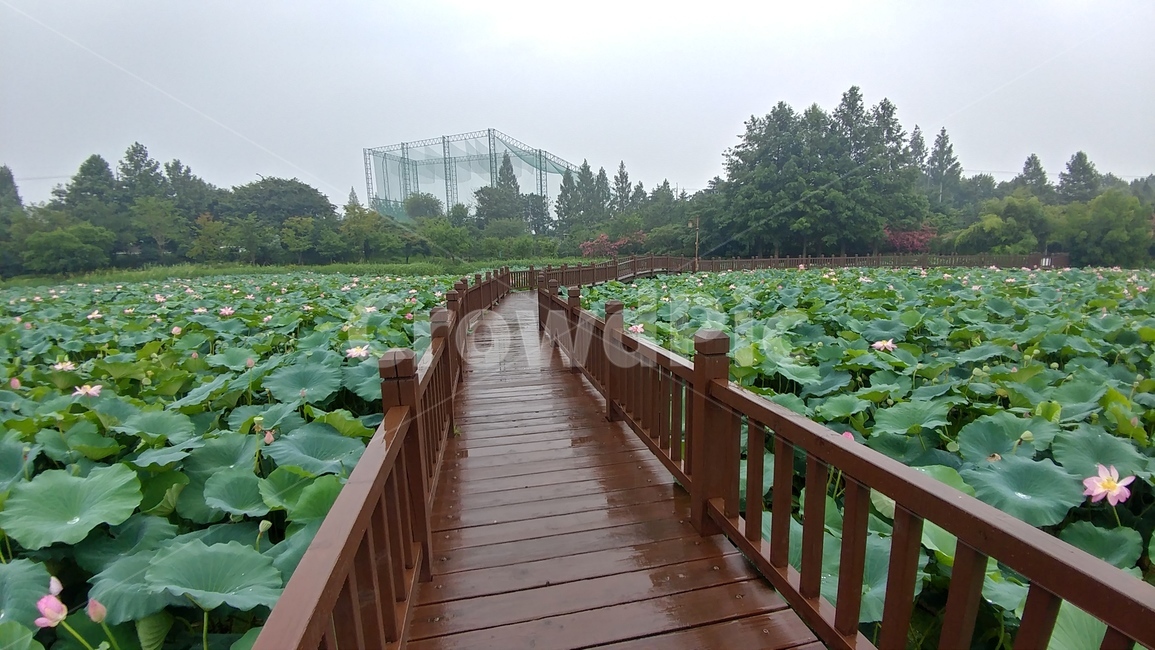 풍경,전주,산책로,아침,연꽃,자연,풍경,nature,landscape,boardwalk,building,건물,bridge,다리