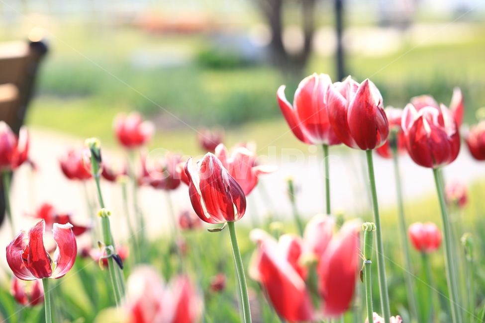 꽃,튤립,접사,봄,자연,flower,macro,spring,natural,nature,빨강,red,흰색,white,감성,봄,계절,spring,season,식물,자연,plants,nature,꽃,flower,감성,sensible,feeling,plant