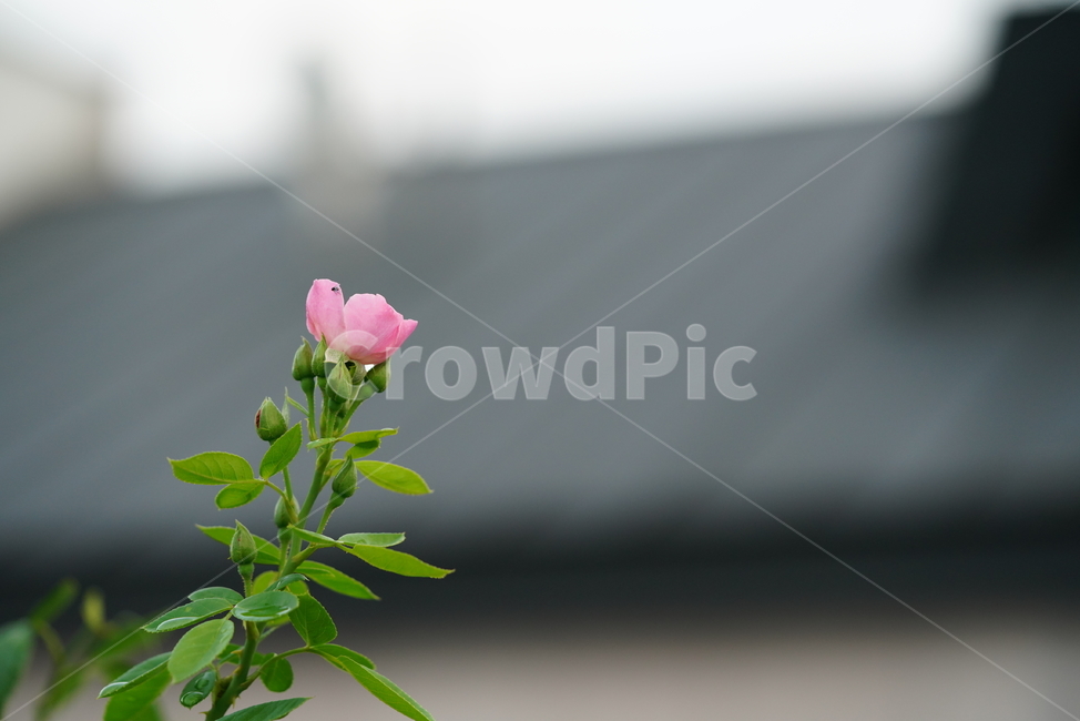 식물,꽃,분홍,핑크,pink,생명,생물,녹색,색감,컬러,감성,플라워,flower,식물,자연,plants,nature,꽃,flower