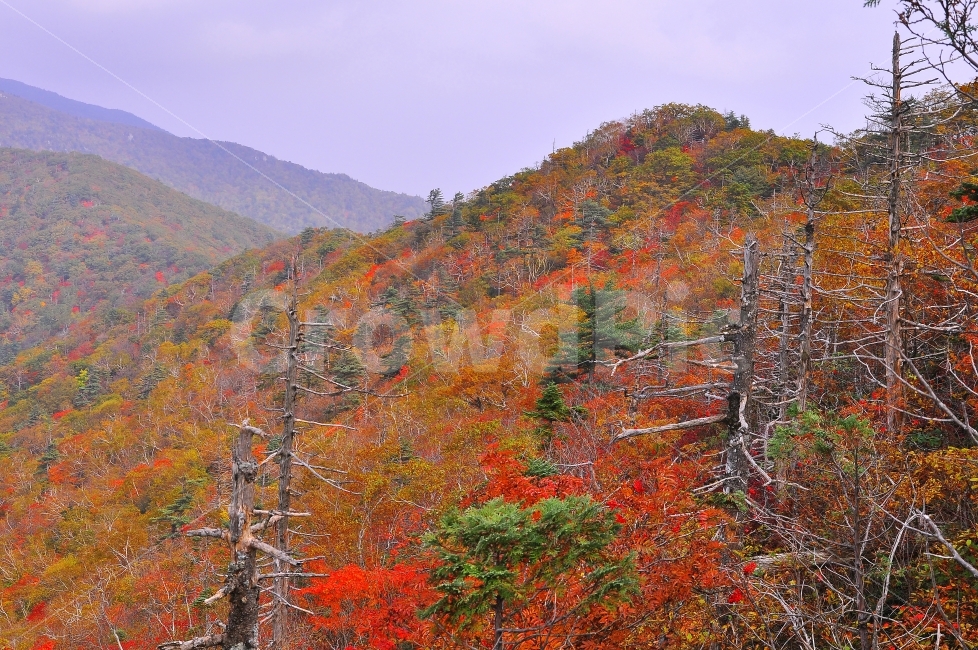 가을,설악산,국립공원,단풍,시즌,계절,단풍잎,leaf,season,maple,시안,디자인,디자이너,출판,편집,책자,서적,사보,카다로그,콘텐츠,리플렛,브로셔,모바일,팝업,전단,광고,색감,칼라풀,아름다운,뷰티풀,beautiful,sns,ebook,웹,마케팅,마켓팅,느낌,서정,나뭇,봉우리,능선,찬란한,화려한,mountain,autumn,fall,red,colorful,emotion,feeling,10월,그림같은,힐링,알록달록,울긋불긋,자연,식물,숲,산,명소,절경,산행,등산,관광,절정,빨강,노랑,초록,가을산,나목,고사목,고산,가을,계절,fall,autumn,season,자연,풍경,nature,landscape,한국자연풍경,한국자연경관,korea nature landscape,outdoors,옥외