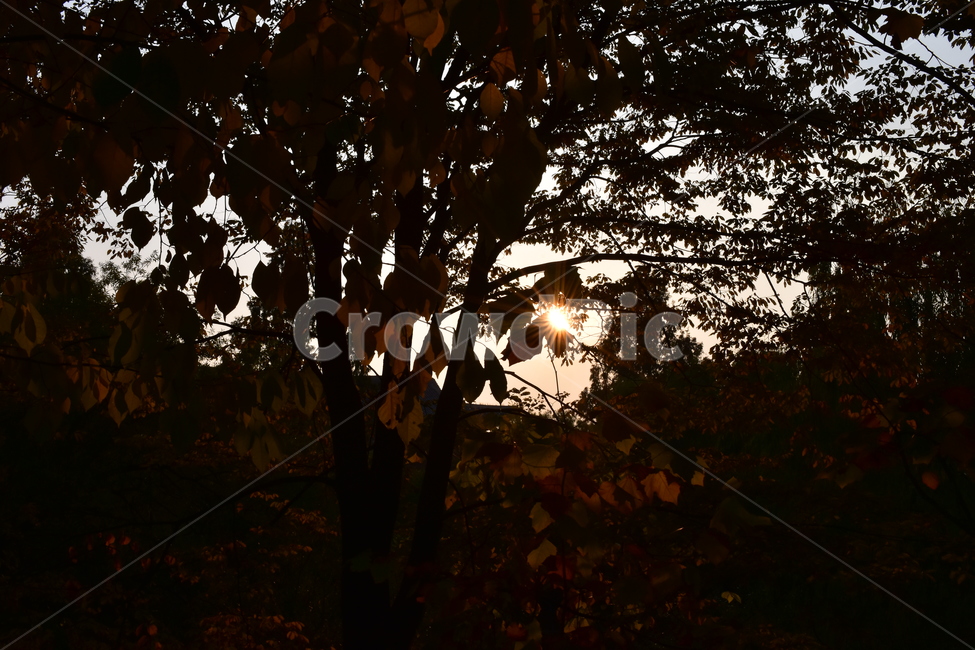 가을,노을,풍경,sunset,가을노을,숲,빛갈림,어둠,감정,빛,가을,계절,fall,autumn,season,식물,자연,plants,nature,flare,플레어,light,sunlight,햇빛,outdoors,옥외