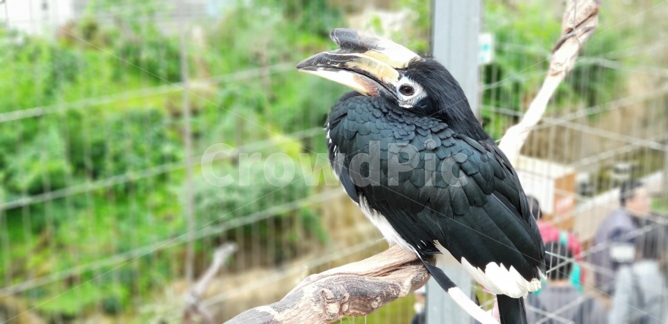 검은색,새,bird,black,테마파크,버드파크,경주,birdpark,동물,animal,조류,새,birds
