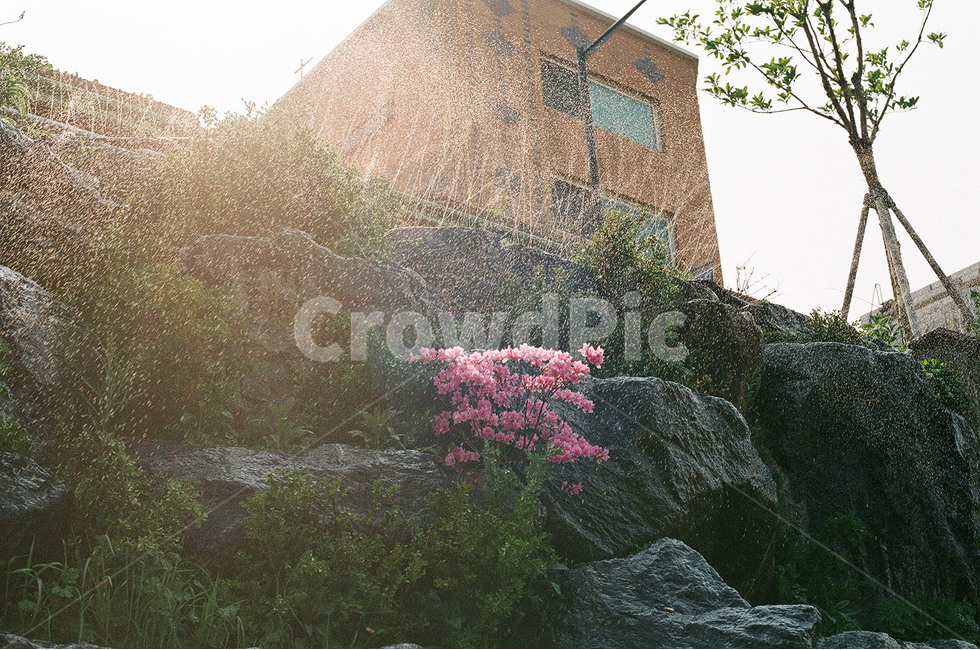 부천,부천시,심곡천,부천심곡천,감성,감성사진,꽃,꽃사진,식물,자연,plants,nature,꽃,flower,감성,sensible,feeling,휴식,힐링,rest,relaxation,healing