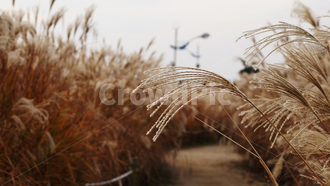 가을,하늘공원,억새풀,갈대,가을풍경,가을,계절,fall,autumn,season,식물,자연,plants,nature,plant,grass,잔디,lawn,reed