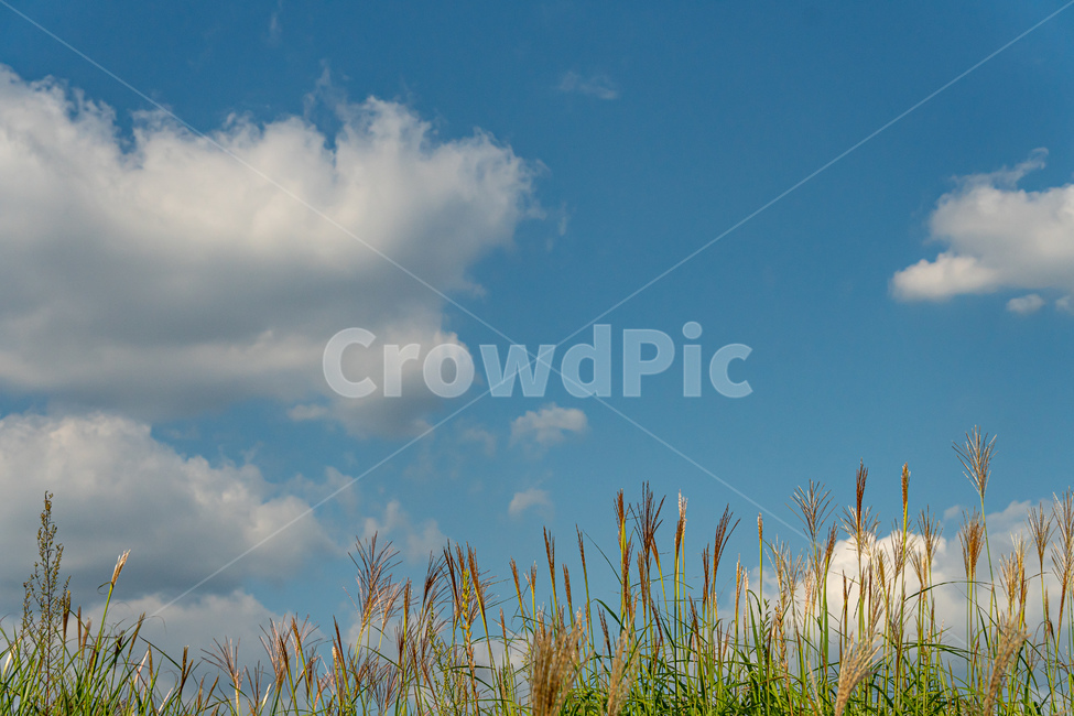 plant,식물,grass,잔디,lawn,가을,감성,자연,풍경,nature,landscape