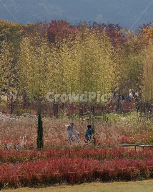 tree,나무,가을,공원,자전거