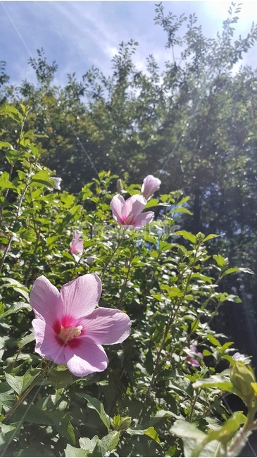 무궁화,우리나라,햇빛,여름,꽃,식물,자연,plants,nature,꽃,flower