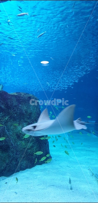 아쿠아리움,수족관,아쿠아,대형수족관,상어,가오리,동물,animal,어류,물고기,fish