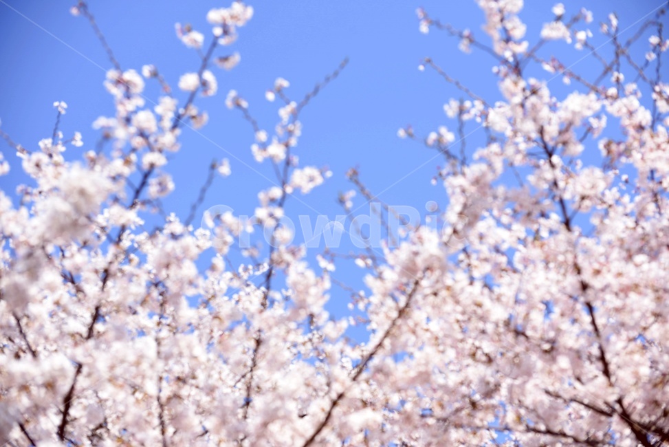벚꽃,봄,하늘,파란하늘,낮달,cherryblossom,봄,계절,spring,season,식물,자연,plants,nature,꽃,flower,plant,blossom