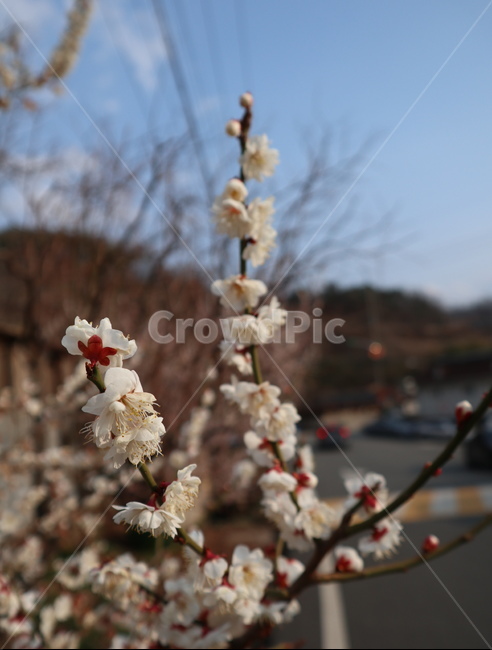 봄,꽃,식물,매화,자연,spring,flower,nature,botanic,식물,자연,plants,nature,꽃,flower