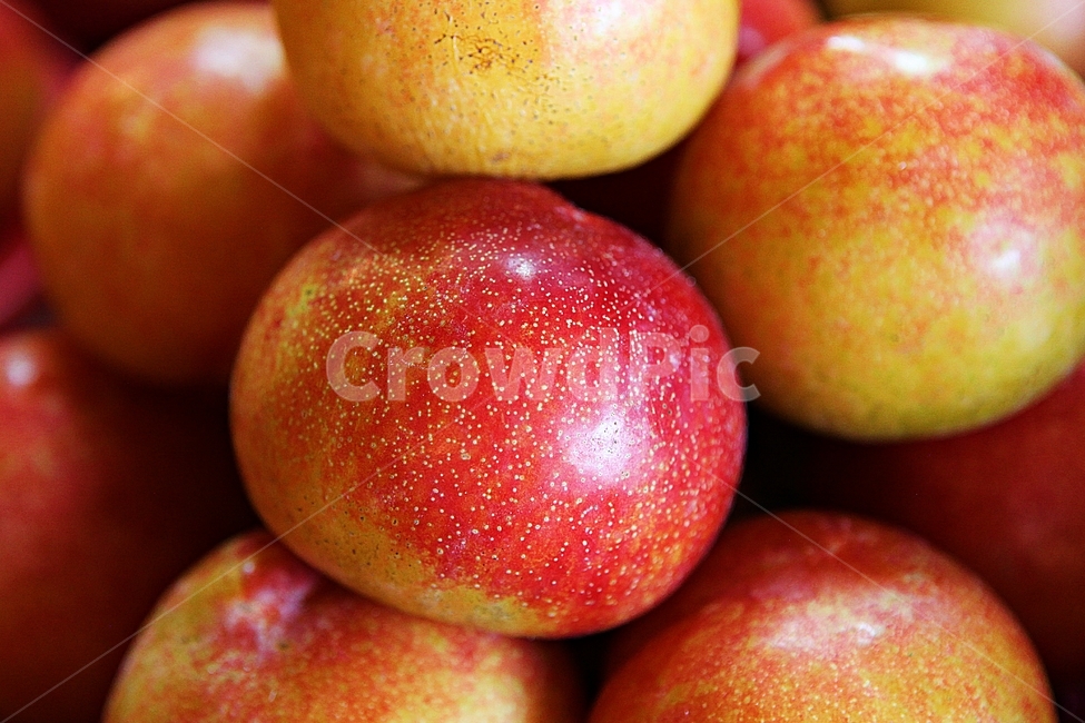 자두,빨강,수확,싱싱한,과일,음식,식재료,요리,먹거리,가을,추수,과일,열매,fruit