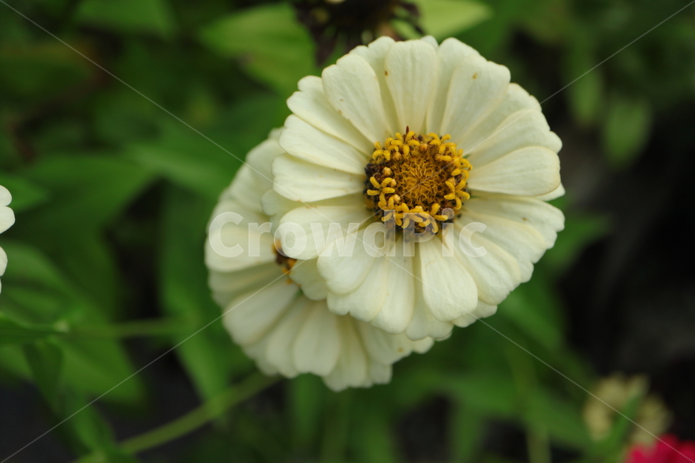 plant,식물,백일홍,zinnia,ninniaelegans,흰색백일홍,국화과,속씨식물,쌍떡입식물,초롱꽃목,원예종