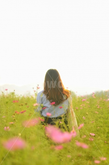 코스모스,꽃,인물,뒷모습,인포커스,대구,하중도,풍경,자연,가을,계절,fall,autumn,season,사람,인물,인간,human,person,여성,여자,woman,female,lady,감성,sensible,feeling,grassland,목초지,field,들,outdoors,옥외,nature,rural,농촌,farm,농장,meadow,spring,봄