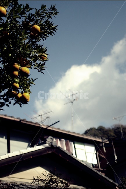 나무,열매,tree,fruit,하늘,구름,sky,cloud,가을,autumn,과일,열매,fruit,빈티지사진,빈티지느낌,빈티지감성,vintage,건축물,건물외관,exterior,building,structure,architecture,construction