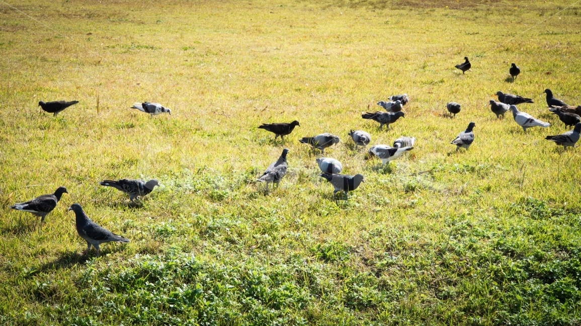 울산,태화강,비둘기,들판,가을,동물,animal,조류,새,birds